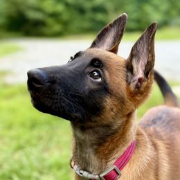 Nagini - Fawn female Belgian Malinois puppy in Signal Mountain, Tennessee from Torgun Police Dogs