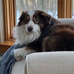 Jubee - Miniature Australian Shepherd