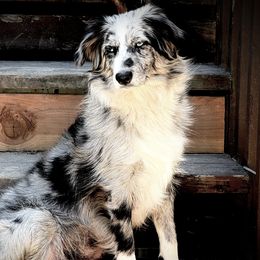 Daki - Miniature Australian Shepherd