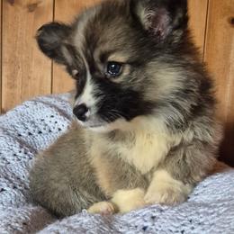 Fluffy possibly. Pending test results. Ella - Sable female Pembroke Welsh Corgi puppy in Checotah, Oklahoma from Skoal Creek Corgi's