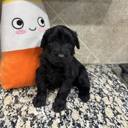 White - Black male Giant Schnauzer puppy in Pearland, Texas from K & S Schnauzers