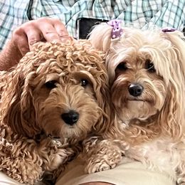 Cavapoo All Grown Up from Kauth Design Cavapoos