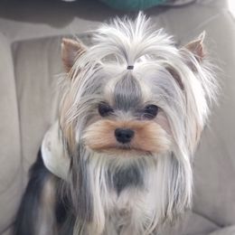 Cubby - Yorkshire Terrier
