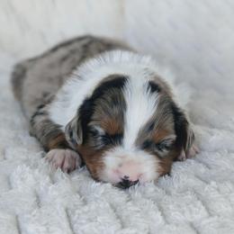 Boy 2 (Black) - Blue merle male Australian Shepherd puppy in Yakima, Washington from Naches Heights Ranch