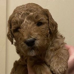 Goldendoodles from FinleysDoodles