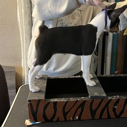 Basenji Puppies from TAKARI’S Basenjis
