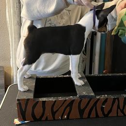 Basenji Puppies from TAKARI’S Basenjis