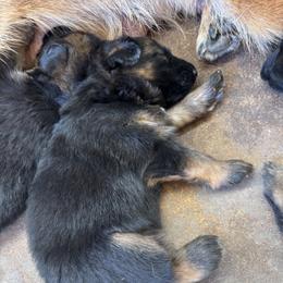 Girl 1 - Black and red female German Shepherd puppy in Galt, California from At Redwood Runs