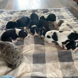 Great Dane Puppies from Black Tie Danes