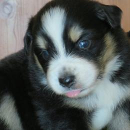 Miniature Australian Shepherd Puppies from Big Coon Little Aussies