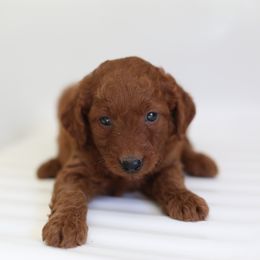 Harvey - Apricot male Labradoodle puppy in Stevens, Pennsylvania from Pebble Paws Lane