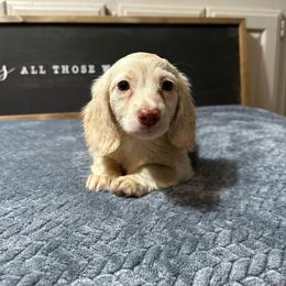 Leo - Cream male Dachshund puppy in Stilwell, Oklahoma from B & K Dachshunds