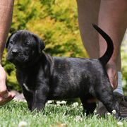 Black Collar - Tiger male Perro de Presa Canario puppy in Pocahontas, Illinois from Cabeza Grande Kennel