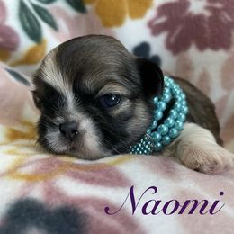 Naomi - Brindle female Shih Tzu puppy in Hemet, California from Aloha Shih Tzu