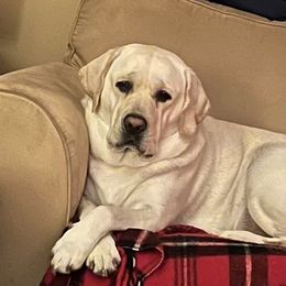 BELLE - Labrador Retriever