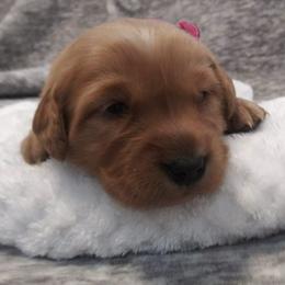Companion Cross and Golden Retriever Puppies from Happy Tails Mini Goldens