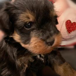 Harley - Black male Miniature Schnauzer puppy in Kentucky from Mrs Bs Teeny Schnauzers & Doodles