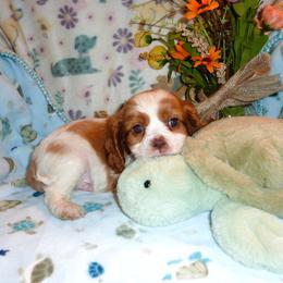 Merlyn - Blenheim male Cavalier King Charles Spaniel puppy in Woonsocket, Rhode Island from Walnut Grove Cavaliers