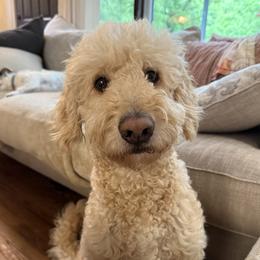 Zoey - Goldendoodle