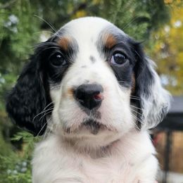Bonnie - Reiss Girl - Blue belton and tan (tri-color) female English Setter puppy in Boise, Idaho from English Setters of the Eyrie
