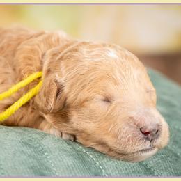 Flower - Red  female Goldendoodle puppy in Connersville, Indiana from Deaz Doodle Ranch