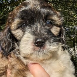 Cavapoos and Goldendoodles from Daisy's Doodle Den