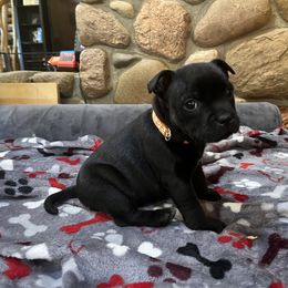 French Bulldog and Staffordshire Bull Terrier Puppies from Sincerity