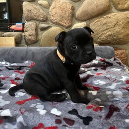 French Bulldog and Staffordshire Bull Terrier Puppies from Sincerity