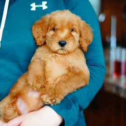 Goldendoodle and Labradoodle Puppies from Doodle Love