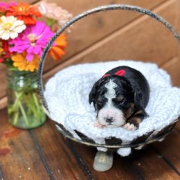 Red boy - Tri-color male Bernedoodle puppy in Waukesha, Wisconsin from Bernedoodle Boutique (and Cavapoos)