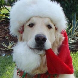 Shrek - Golden Retriever