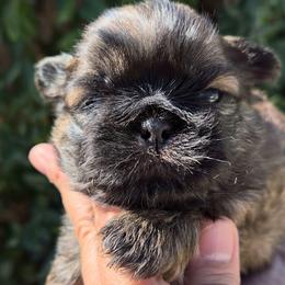 Lavada Collar - Brindle and white female Shih Tzu puppy in El Paso, Texas from Paws Of Beauty
