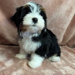 Havanese Puppies from Dreamworks Havanese