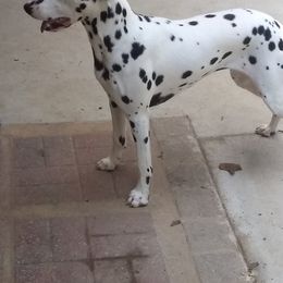 Dalmatians from Huckleberry Hill Farm
