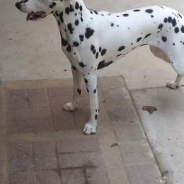Dalmatians from Huckleberry Hill Farm