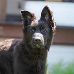 Teal Ribbon - Black female German Shepherd puppy in Howard City, Michigan from Sherman's Shepherds