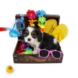 Cavalier King Charles Spaniel Puppies from Colorful Cavaliers
