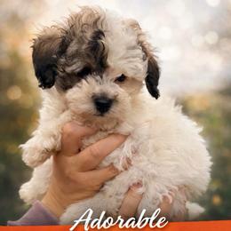 Charlie 'Prince Charming' - Parti male Maltipoo puppy in Chattanooga, Tennessee from Joy-fur puppies