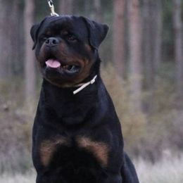 Rottweilers from Bella Vita Rottweilers