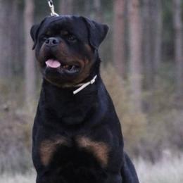 Rottweilers from Bella Vita Rottweilers