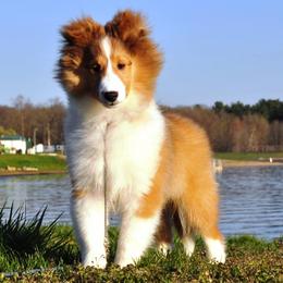 Shetland Sheepdogs from Shannon Shelties