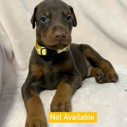Yellow Collar - Red and rust male Doberman Pinscher puppy in Lake City, Florida from Paintedcrazy Doberman Pinchers