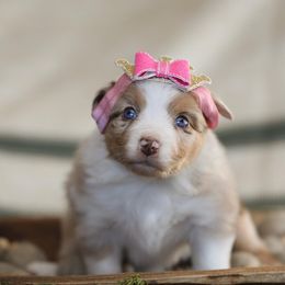 Miniature Australian Shepherd Puppies from ELVF Mini Aussies