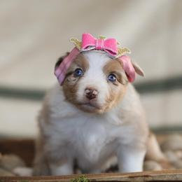 Miniature Australian Shepherd Puppies from ELVF Mini Aussies