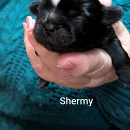 Shermy - Black and white male Shih Tzu puppy in Ruffs Dale, Pennsylvania from RAM Shih Tzus Rolling Hills of PA
