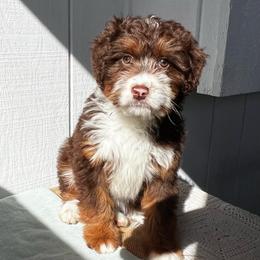 Cat - Red tri-color female Aussiedoodle puppy in Omro, Wisconsin from Crystal Ridge Doodles