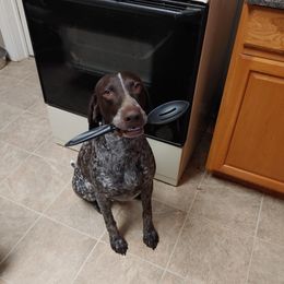 German Shorthaired Pointer All Grown Up from Majestik Kennels