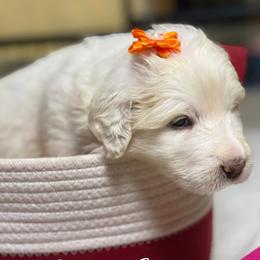 Orange Girl - White female Great Pyrenees puppy in Red Bluff, California from River's Bend Walnut Orchard