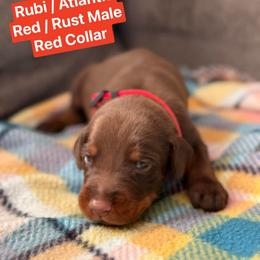 Red Collar - Red and rust male Doberman Pinscher puppy in Lake City, Florida from Paintedcrazy Doberman Pinchers