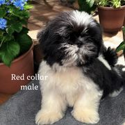 Red collar boy - Black and white male Cavatzu puppy in Oklahoma from Rocky Oak Cavaliers & Biewer Terriers LLC
